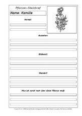 Pflanzensteckbriefvorlage-Kamille-SW.pdf